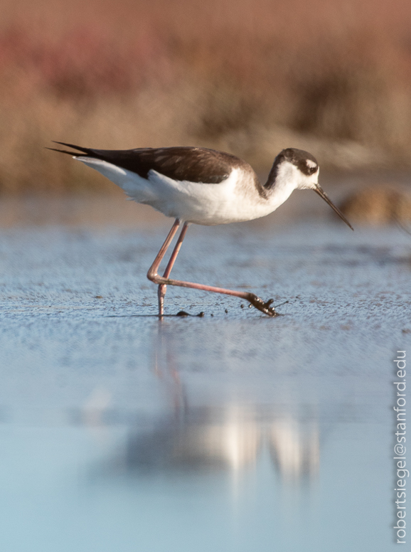 palo alto baylands